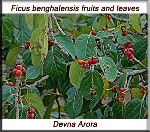 Ficus benghalensis fruits and leaves